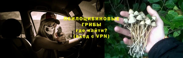 PSILOCYBIN Белокуриха